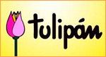 tulipan